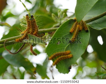 Closeup of Painted Jezebel Caterpillars on green leaf background