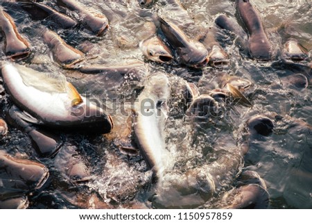 fish in the river to eat