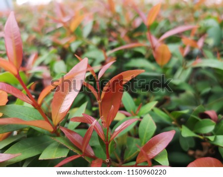 Christina is an ornamental plant, The young leaves are red, blurred background.