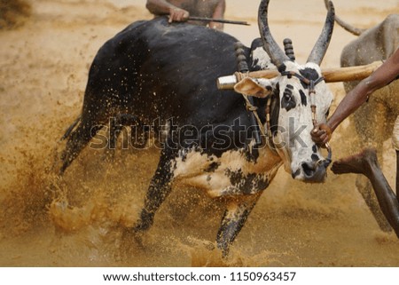 Cattle Race 2018 ,  Farmers with cow racing                               