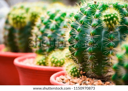 small green various cactus and succulent or plants agriculture idea concept design with copy space add text form thailand farm.