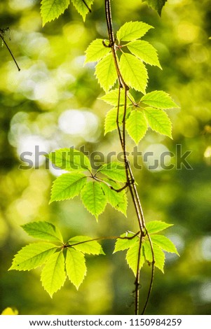 Foliage background, green fence, hedging foliage, green and white leaves, variegated two-tone leaves. Light of the setting sun.