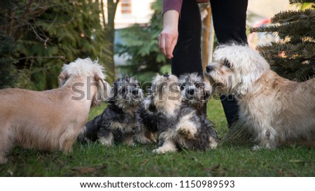 Dandie dinmont terrier pack. Mom, grandma and their puppies are on the picture