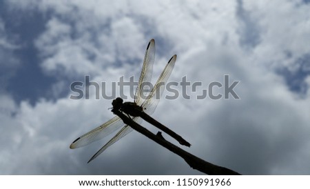 Beautiful Grasshopper picture