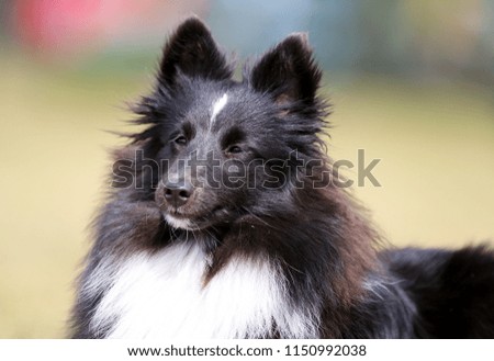 Summer portrait of sweet cute and smiling bi-black and white bicolor shetland sheepdog, sheltie. Little lassie dog outdoors on summer time, small collie with white blaze and green background
