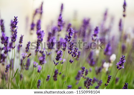 Picture of lavender flowers on field at sunlight