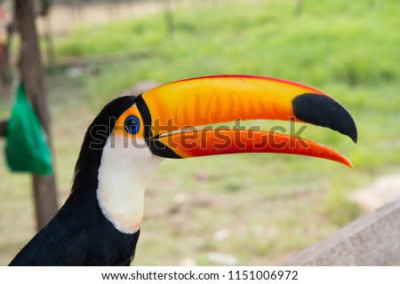 Toucan bird in boca de valeria, brazil. Toco toucan on nature. Wildlife. Travel to Latin America. Hello summer.