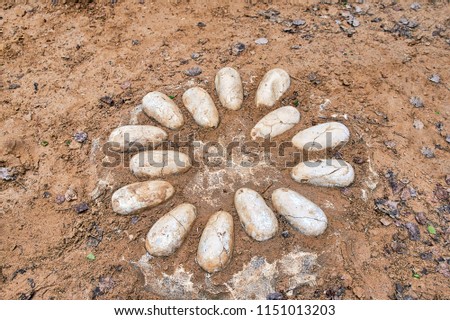 Excavation of dinosaurs. Petrified dinosaur eggs in the nest. Royalty-Free Stock Photo #1151013203