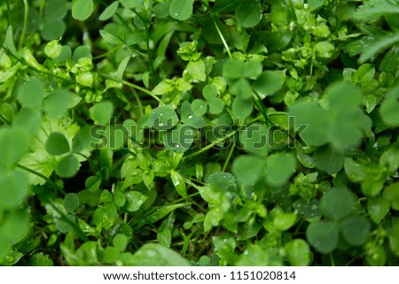 Green clover leaf field with dew drops on blur background.
