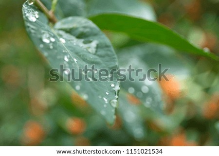 Green leaves with water drops. Macro dew drop leaf on blur background.