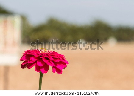 Red zinnia flower on the corner of picture