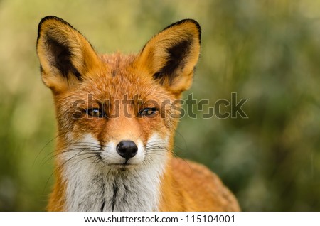 Portrait of a red fox (Vulpes vulpes) on a green background.