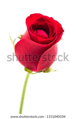 close up single red rose isolated on white background.