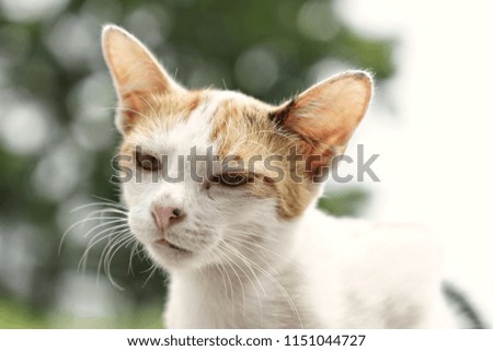 Cat with nature bokeh abstract background. 