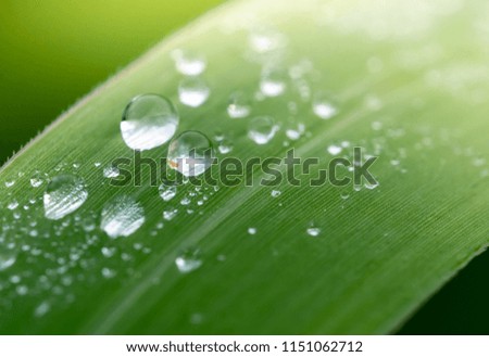 water drop on grass soft focus