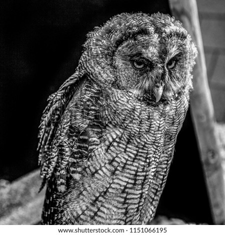 Eagle owl black-white photo.