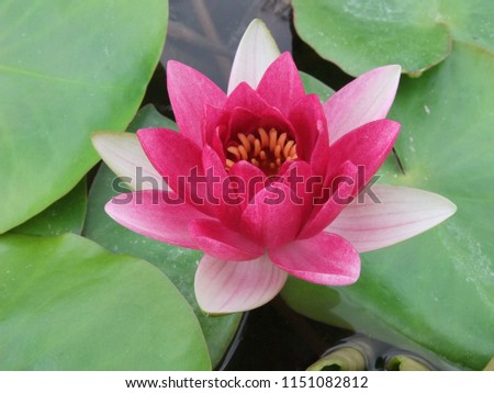 colorful lotus flower and leaf with sky and water