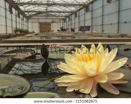 colorful lotus flower and leaf with sky and water