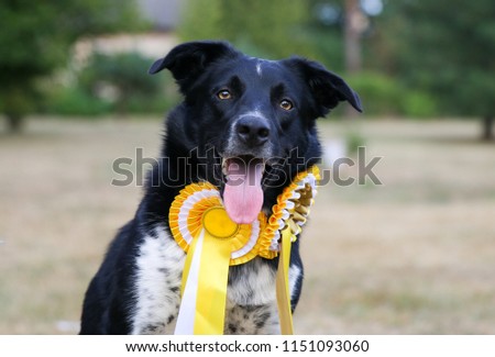 Cute, smart and smiling black and  white shepherd border collie portrait  outside with yellow ribbon prizes on sunny summer day. Pretty smiling working collie dog outdoors, family companion