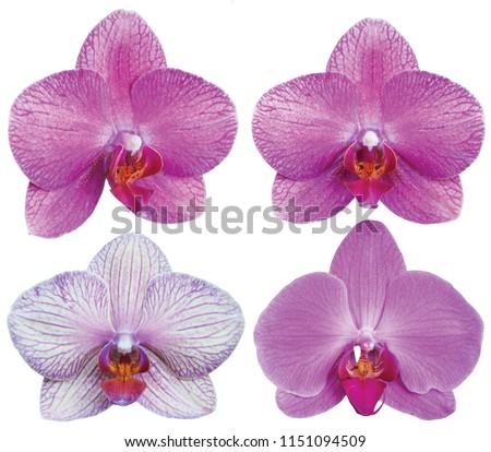 Orchids isolated on white background. Flowers with white, lilac magenta petals and purple yellow lips. Phalaenopsis or Moth kind.