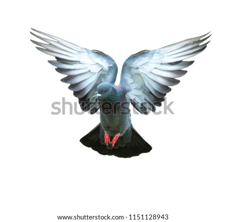 Bird,pigeon flying isolated on white background