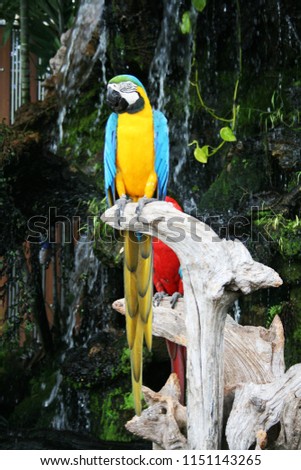 Scarlet Macaw parrot on tree branch with nature background