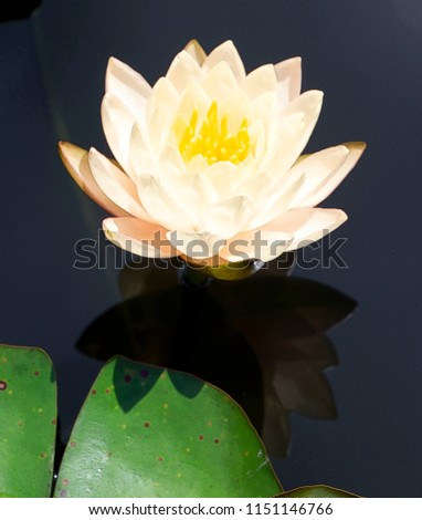 Peach Water Lily Clyde Ikins Single Bloom Shadow Reflection