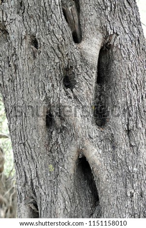cracked bark of olive tree.