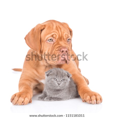 Bordeaux puppy dog embracing scottish kitten. isolated on white background
