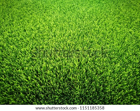 Artificial grass Close-up green.