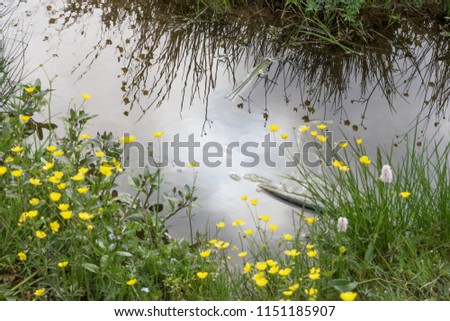 Water puddle on a wild green meadow, natural background