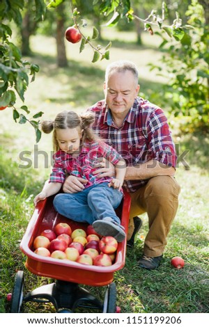 grandfather with granddaughter with Apple in the Apple Orchard. Harvest Concept. Garden, Toddler eating fruits at fall harvest. healthy childhood, vacations in the farm. Love you so much my grandpa.
