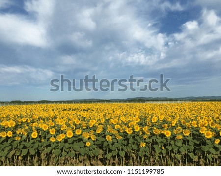 A sunflower blooming in summer