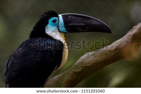 Channel billed toucan