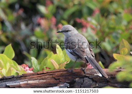 Nordern Mockingbird , vancouver island canada