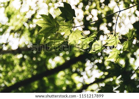 Green fresh leaves with sun behind, abstract forest background, selective focus.