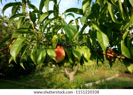 Growing and ripe on a branch of peach fruit