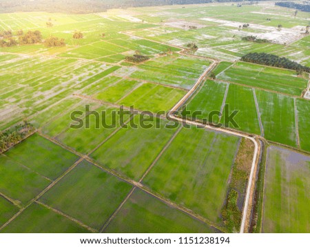 Beautiful aerial shot of green paddy field. Image has grain.