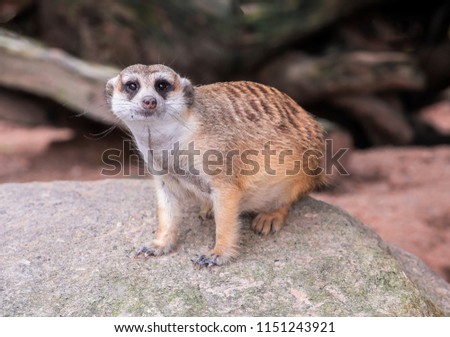 Slender tailed Meerkat