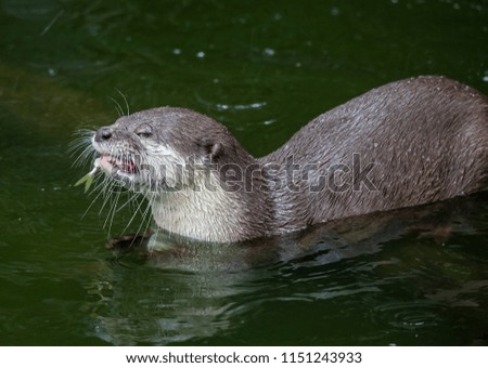 Small Clawed otter eating food