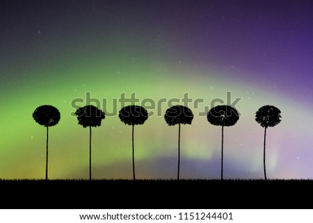 Landscape with trees at night. Vector illustration with isolated silhouettes of maples growing in grass. Northern lights in starry sky. Colorful aurora borealis