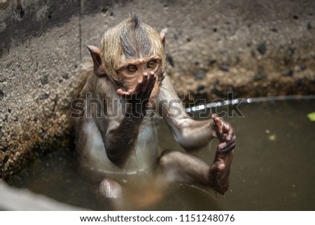 On a hot day Monkey in Chonburi Thailand will be soaked in water to cool.