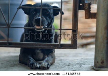 Black dog sitting waiting for owner in fence,Blurred and Selective focus
