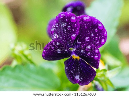 A macro shot of a purple pansy bloom covered in raindrops.