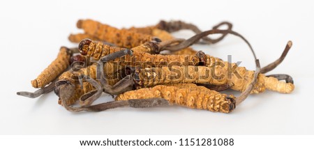group of Ophiocordyceps sinensis or mushroom cordyceps this is a herbs on isolated background. Medicinal properties in the treatment of diseases. National organic medicine. Royalty-Free Stock Photo #1151281088