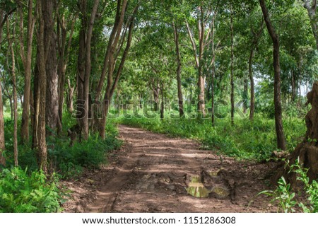  forest trees in nature summer landscape