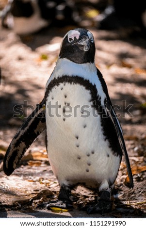 Portrait of a Galapagos penguin