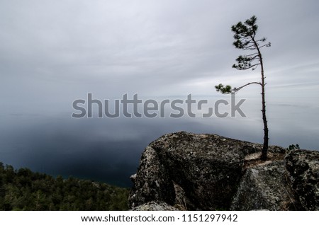 Lonely tree on the cliff
