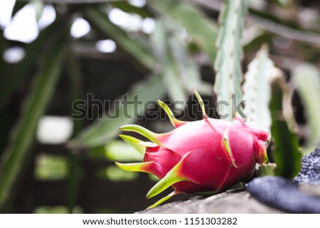 Dragon fruit on plant or Raw Pitahaya fruit on tree.