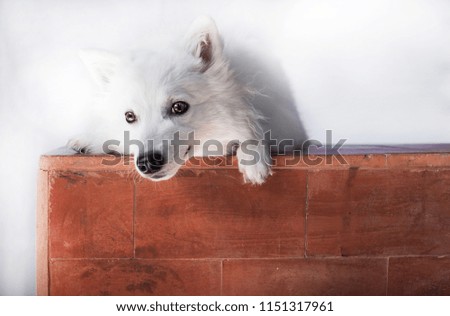 Close up adorable and cute white spitz dog (1 year old) in front of a white background